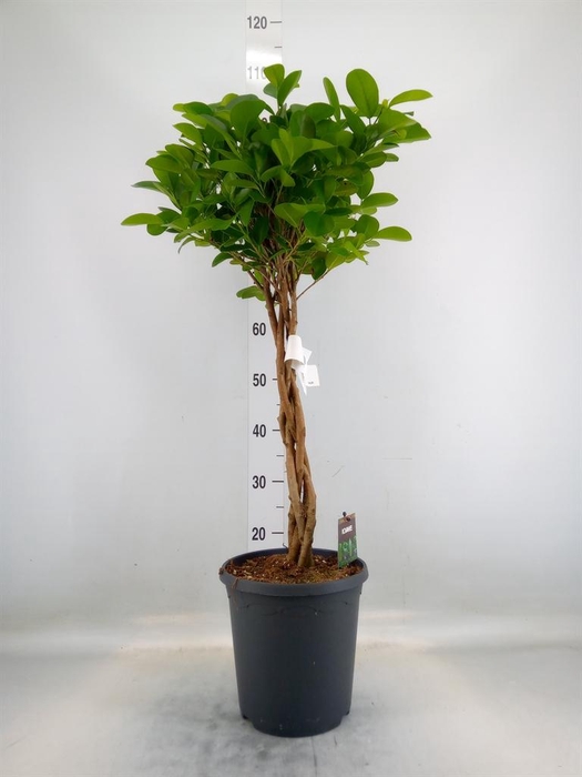 <h4>Ficus microcarpa 'Moclame'</h4>