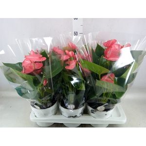 Anthurium andr. 'Livium Ruby'