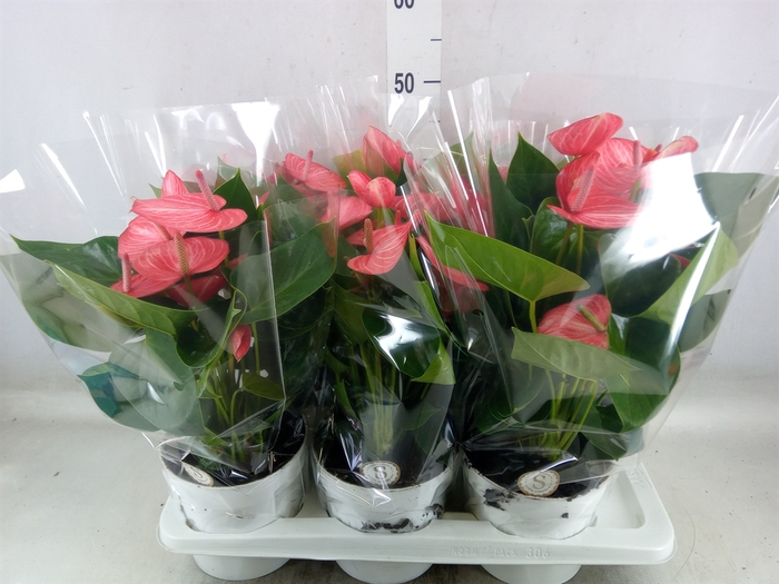 <h4>Anthurium andr. 'Livium Ruby'</h4>