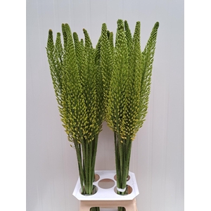 EREMURUS BOLERO