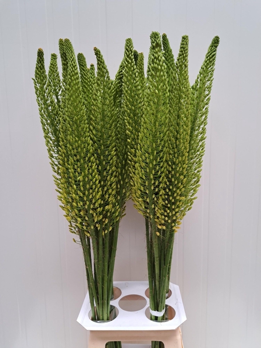 <h4>EREMURUS BOLERO</h4>