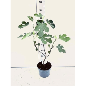 FICUS CARICA