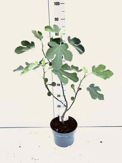 <h4>FICUS CARICA</h4>