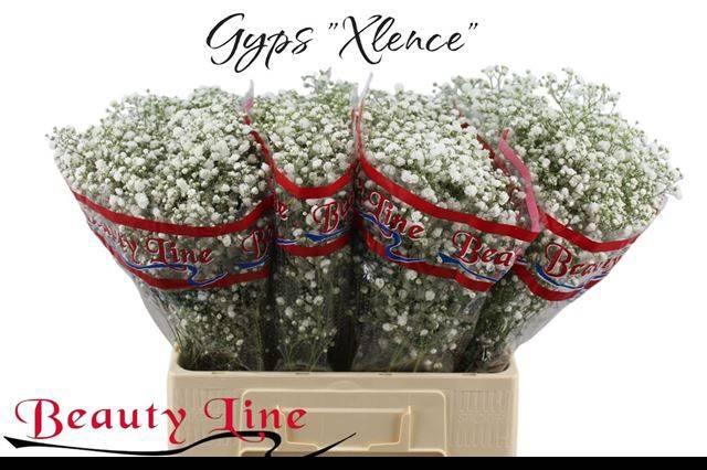 <h4>Gyps Pa Xlence</h4>