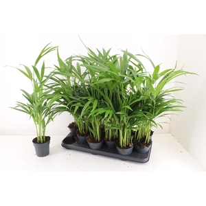 DYPSIS LUTESCENS