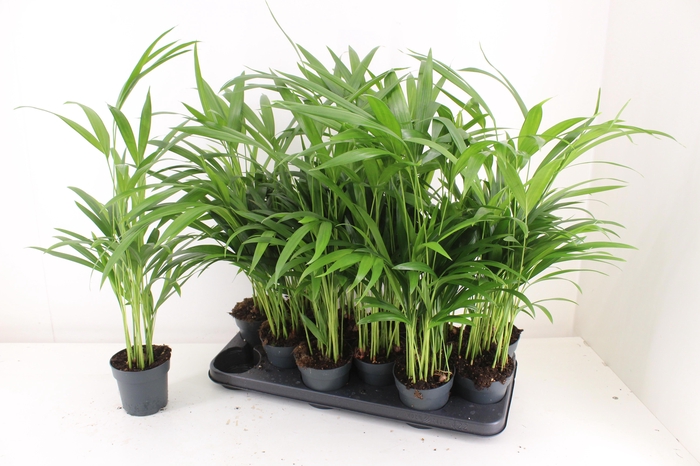 <h4>DYPSIS LUTESCENS</h4>
