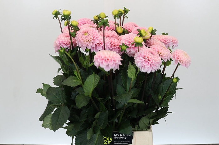 <h4>Dahlia BA 'Wizard of Oz'</h4>