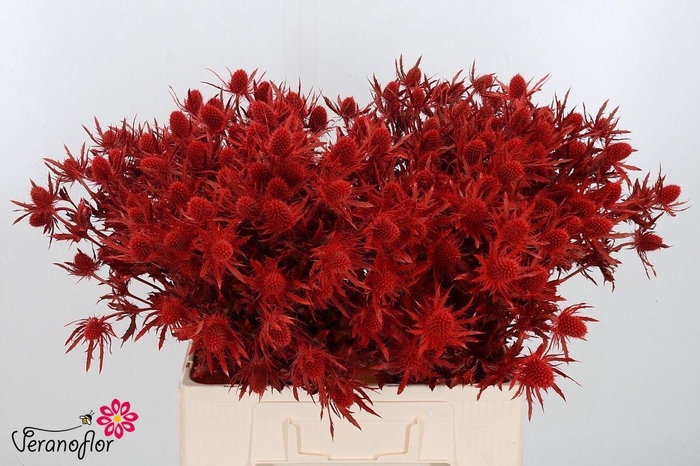 <h4>ERYN DOBIDA KLB H%</h4>