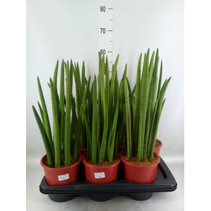 Sansevieria cyl.  ...