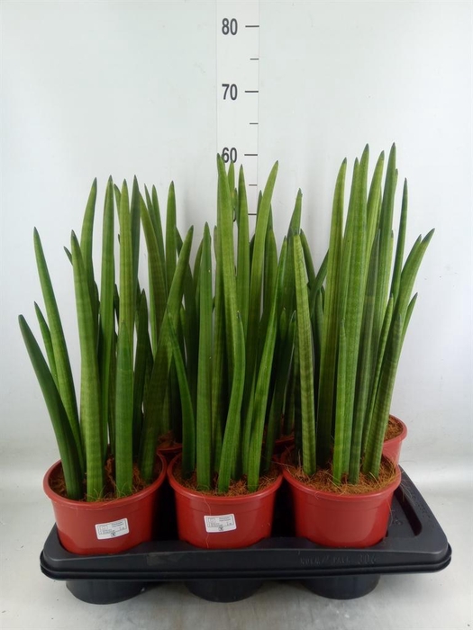 <h4>Sansevieria cyl. ...</h4>