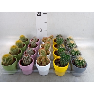 Cactus   ...mix  5