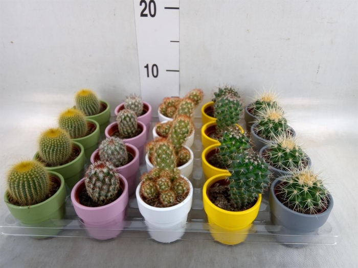 <h4>Cactus   ...mix  5</h4>