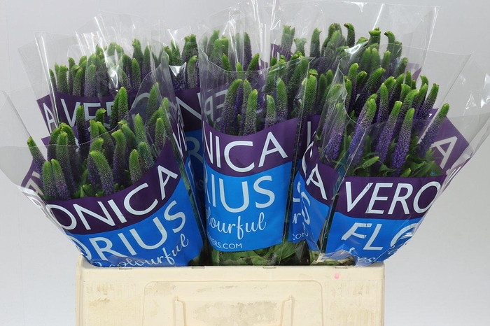 <h4>Veronica Diana X 25</h4>