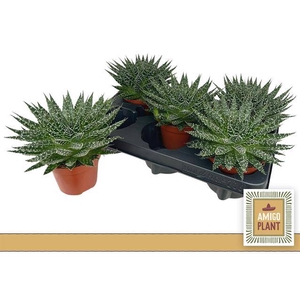 Aloe Safari Zambezi (Cites) 10,5Ø 14cm