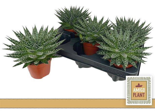 Aloe Safari Zambezi (Cites) 10,5Ø 14cm