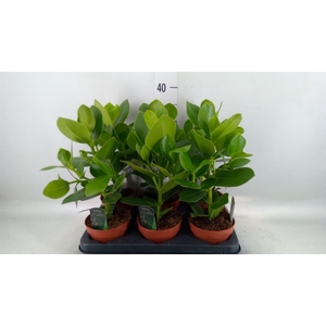 Clusia rosea 'Princess'