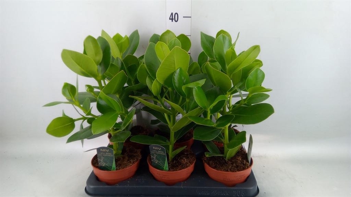 <h4>Clusia rosea 'Princess'</h4>