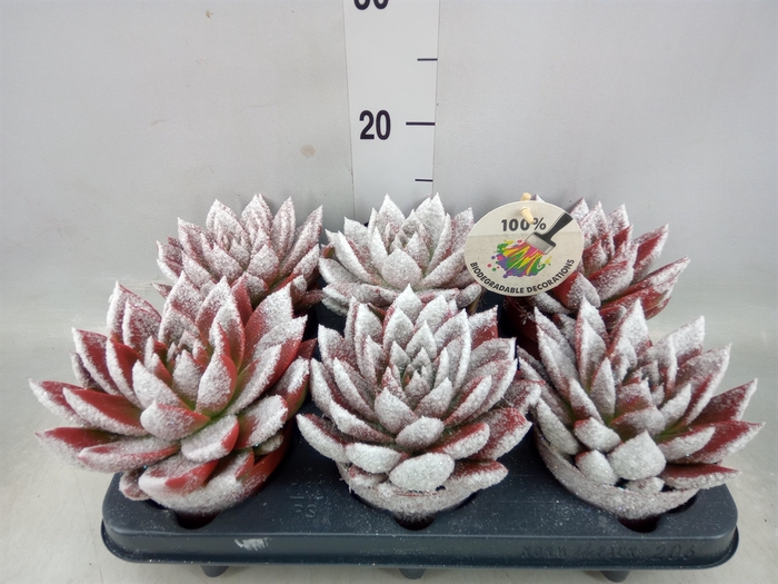 <h4>Echeveria  'Miranda'</h4>