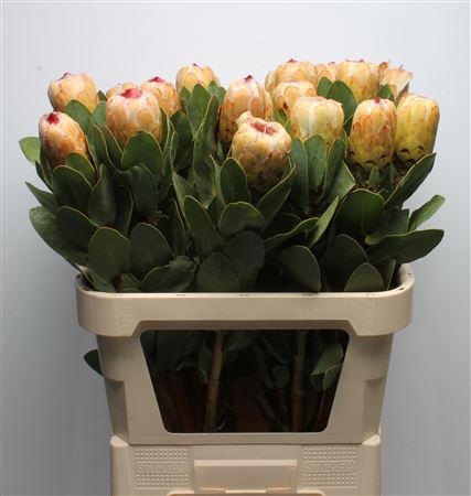 <h4>Protea Grandicolor</h4>