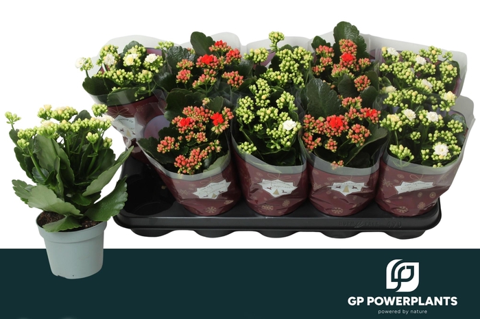 <h4>KAL GE GEM 2 KL</h4>