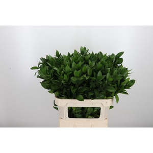 Ruscus