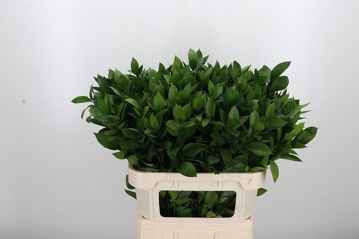 <h4>Ruscus</h4>
