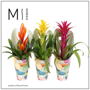 BROMELIA GEM