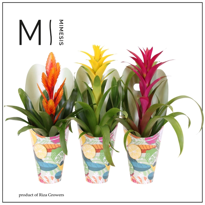 <h4>BROMELIA GEM</h4>