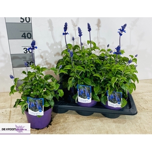 SALVIA FA SF D OCEAN