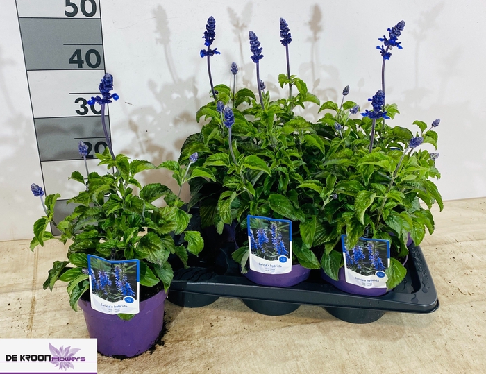 <h4>SALVIA FA SF D OCEAN</h4>