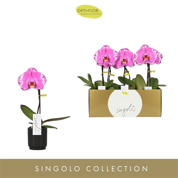 <h4>Singolo Victorio in Lazio Black</h4>