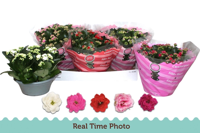 <h4>KAL GE GEM 5 KL</h4>