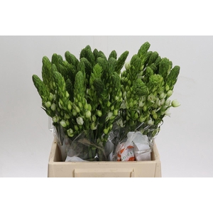 Ornithogalum thyrs. 'Milky Way'