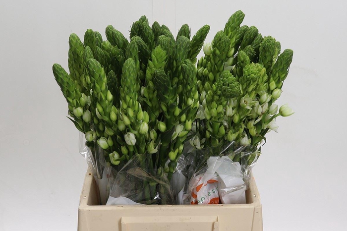 <h4>Ornithogalum thyrs. 'Milky Way'</h4>