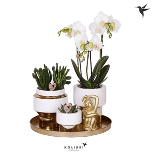 Kolibri Green up your home Gift Set Le Chic gold