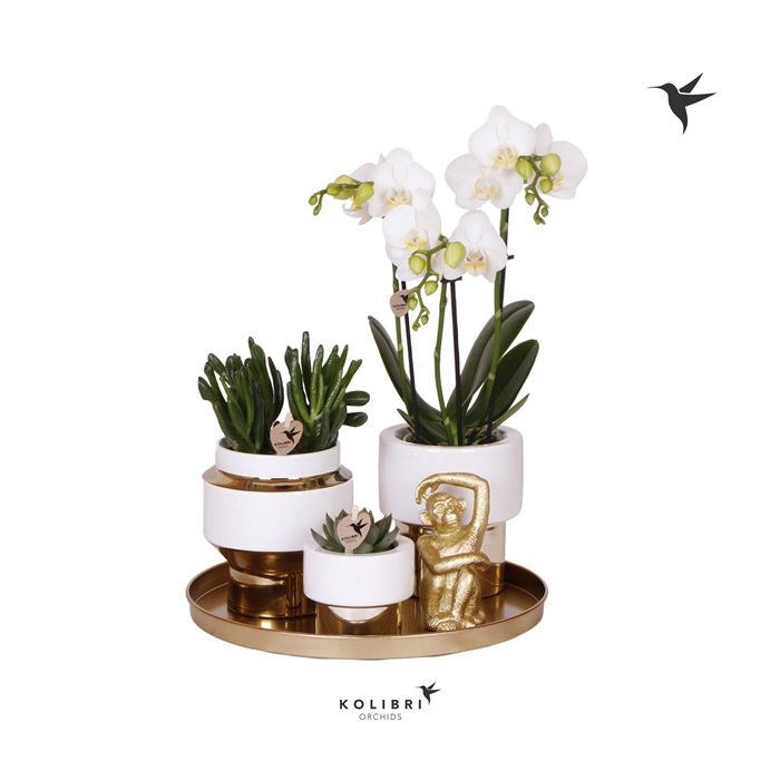 <h4>Kolibri Green up your home Gift Set Le Chic gold</h4>