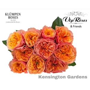 R Gr Kensin Gardens!