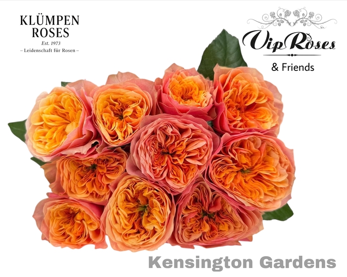<h4>R GR KENSIN GARDENS!</h4>