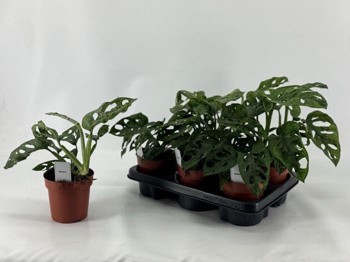 <h4>MONSTERA ADANSONII</h4>