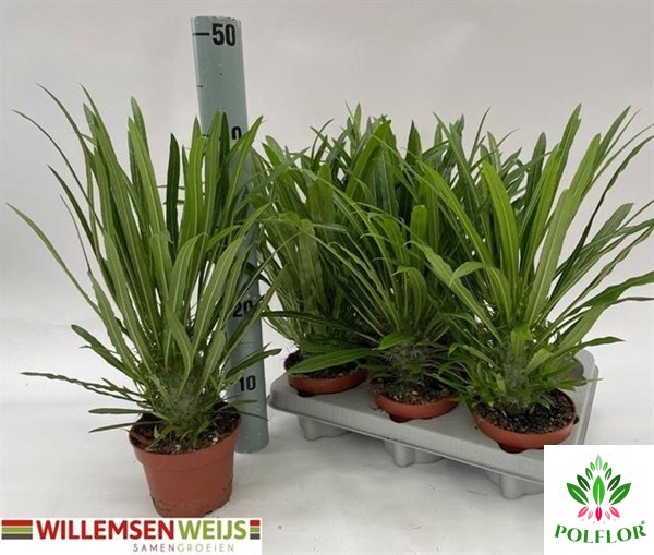 Pachypodium Lamerei (Cites) 12Ø 42cm