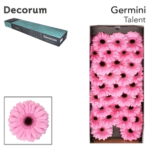 Germini Talent Doos