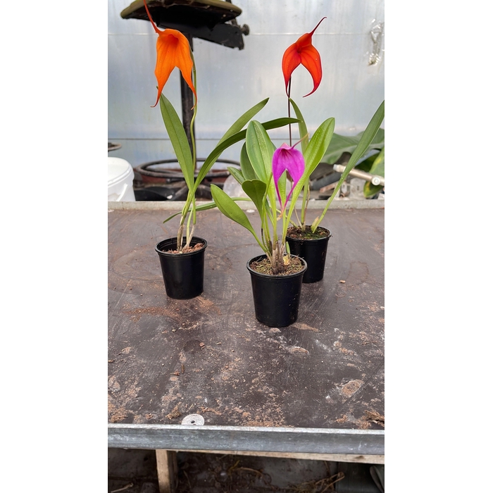 <h4>Orchideeen Overig</h4>
