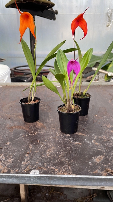 Orchideeen Overig