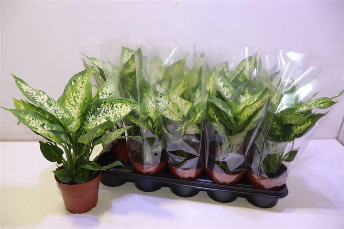 <h4>arr8 Dieff Compacta</h4>