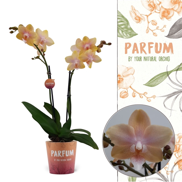 <h4>Parfum| Bolgheri Lemon | Phalaenopsis 2 spike</h4>