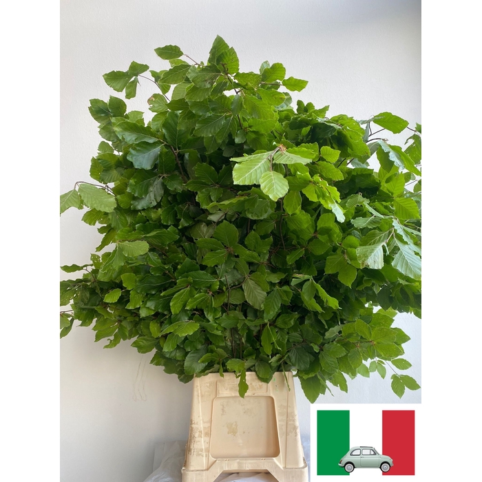 <h4>FAGUS SYLVATICA</h4>