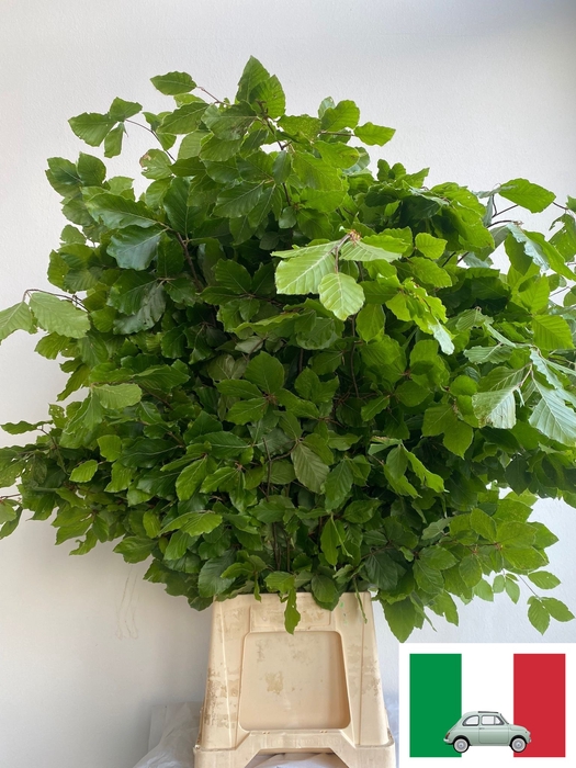 FAGUS SYLVATICA