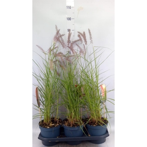 Pennisetum orientale