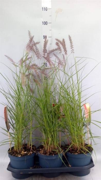 <h4>Pennisetum orientale</h4>