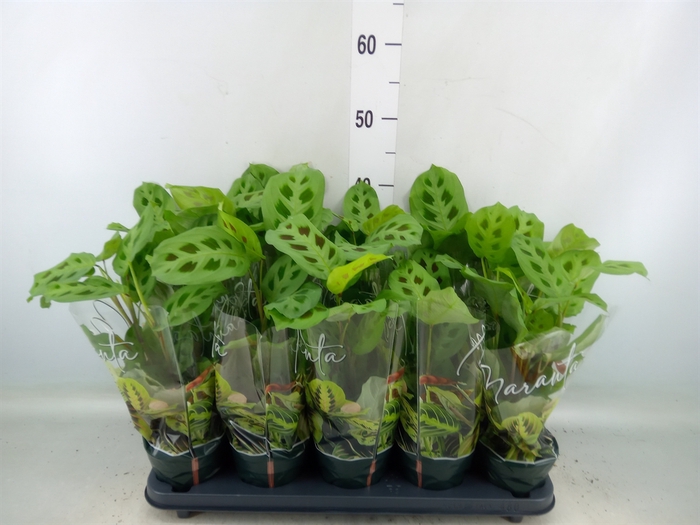 <h4>Maranta leuc. 'Kerchoveana'</h4>